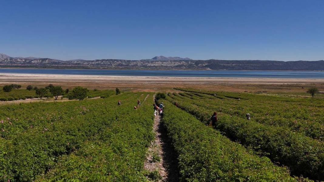 Göl manzaralı, gül kokulu bahçelerde hasat keyfi! Litresini 12 bin euroya satıyorlar 4